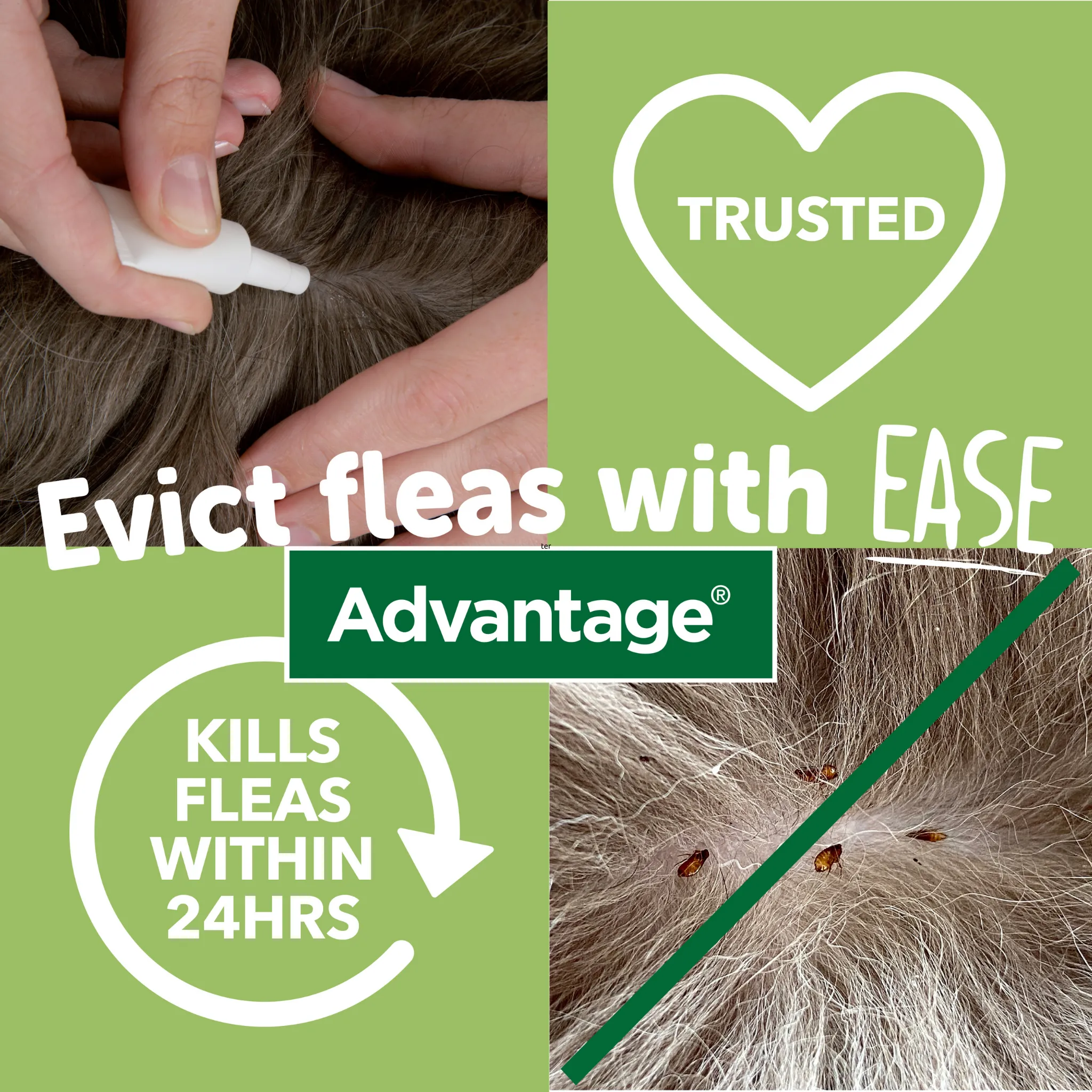 Advantage 250, 4 Week Spot-On Flea Treatment  For Medium Dogs - 10-25kg - 4 Pipettes