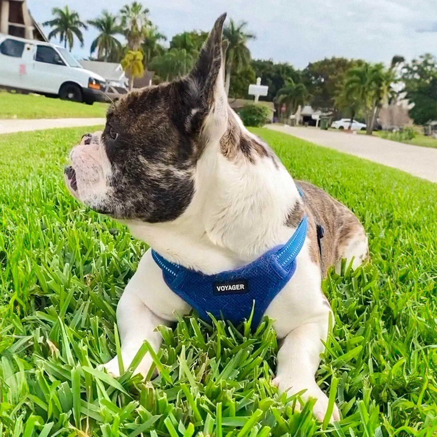 Best Pet Supplies Voyager Adjustable Dog Vest Harness Breathable No Pull Harness for Small, Medium, Large Dogs, Harness for Walking, Jogging, Easy Step-in, Reflective Stripes - Royal Blue, L