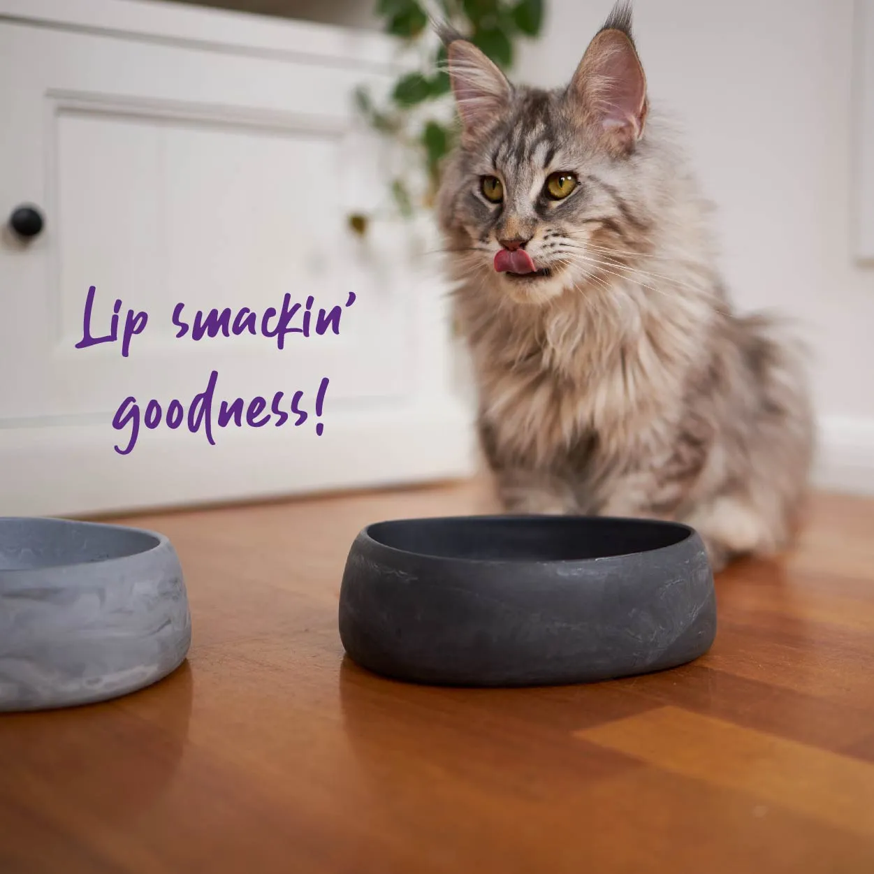 Better Bowl For Cats - Ash Grey
