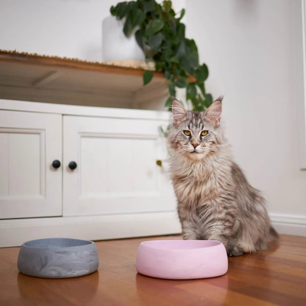 Better Bowl For Cats - Ash Grey