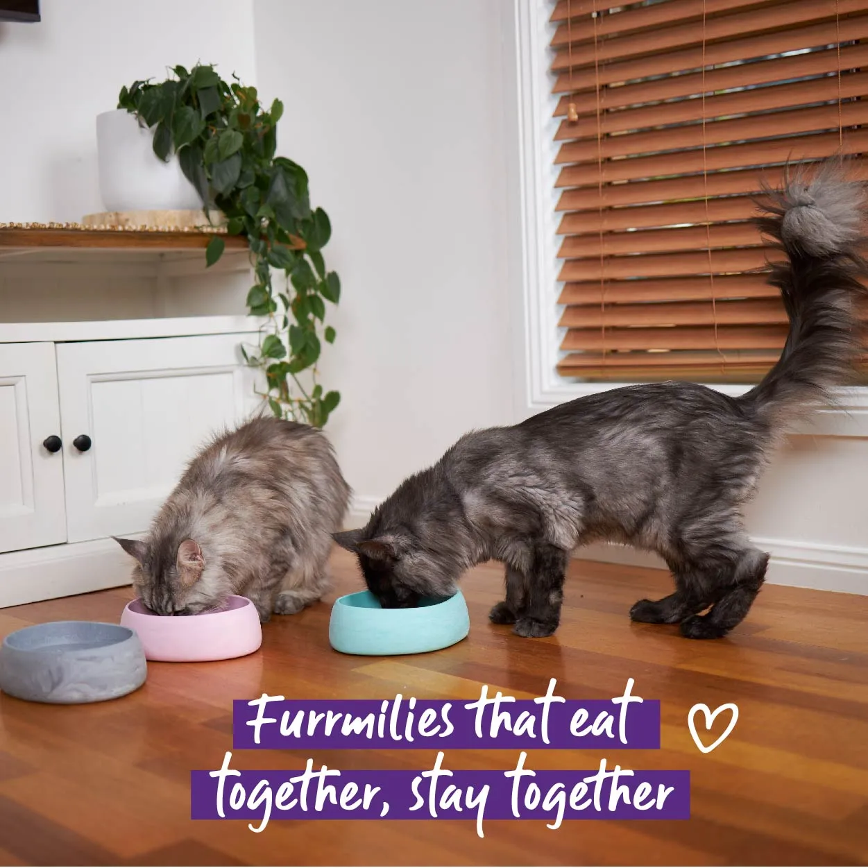 Better Bowl For Cats - Ash Grey