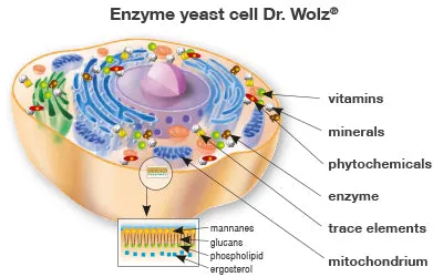 Dr Wolz Zell Oxygen® Plus 250ml - Daily Immune Support