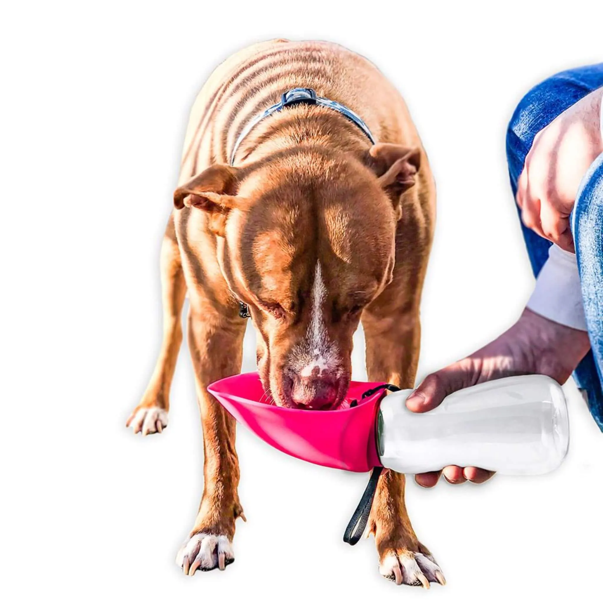 Fold-A-Bowl Portable Pet Water Bottle