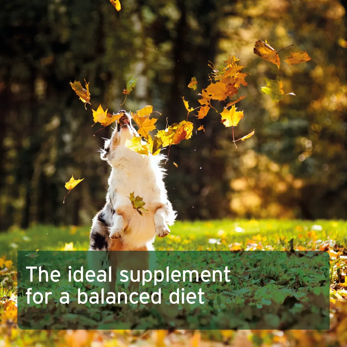 Natural Herb Mix for Dogs - 250g