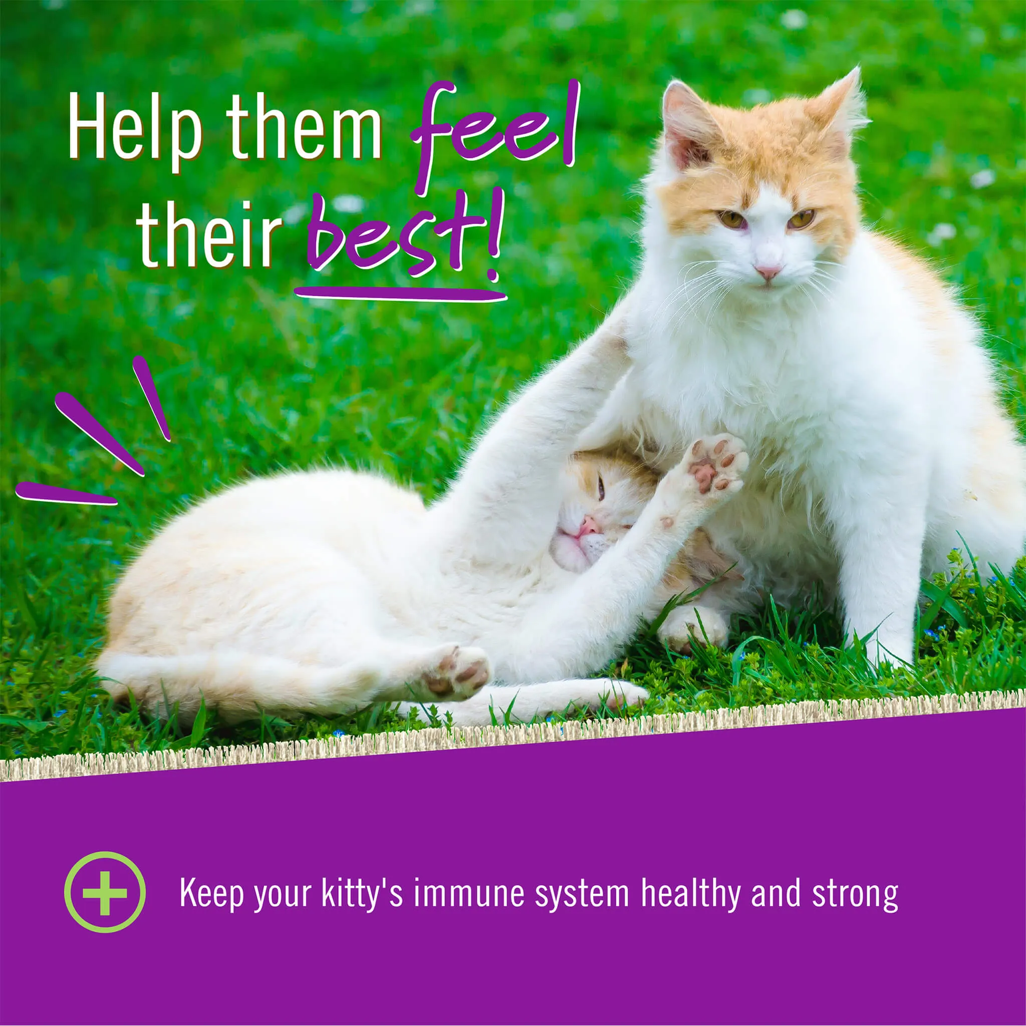 Pet Naturals L-Lysine Immune Support for Cats