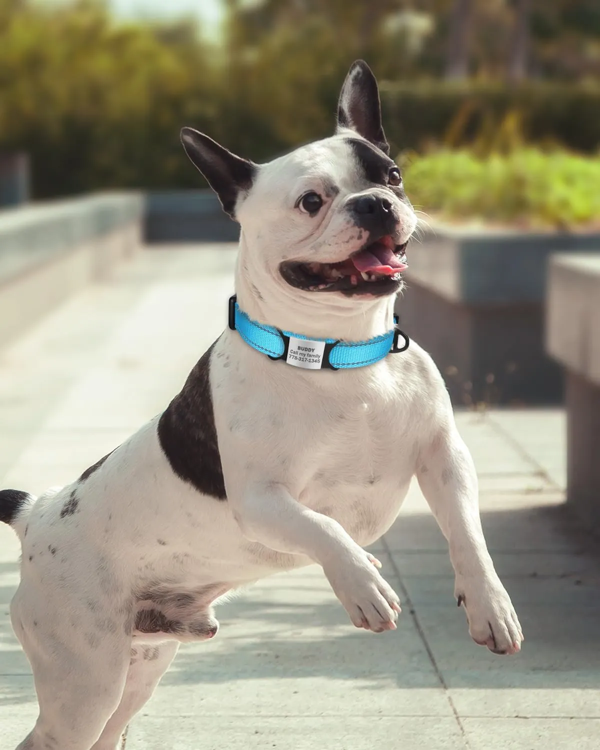 TagME Samll Dog Collars, Adjustable Reflective Nylon Pet Collar with Quick Release Buckle for Small Dogs, Sky Blue, 3/4" Width